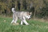 ALASKAN MALAMUTE 127
